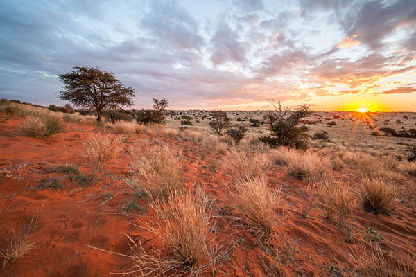 Sunset over Kalahari Savanna